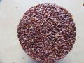 Marsh barbel seeds-Talmakhna dana 250gm. 