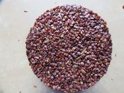 Marsh%20barbel%20seeds-Talmakhna%20dana%20250gm%20-%20Image%202