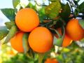 Creative Farmer Orange Tree Fruit Seeds For Terrace Garden Fruit Seeds Garden Pack - 10Pcs.