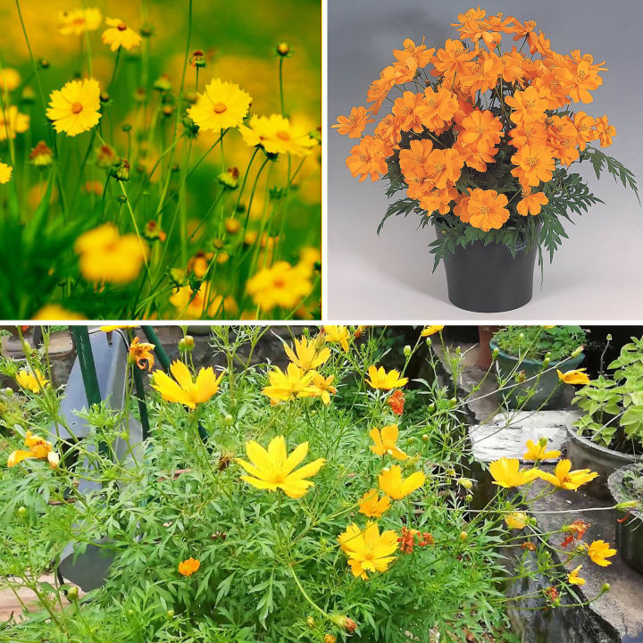 Yellow color 15+ Pice Kosmos Flower Hybrid Seeds