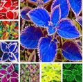 100Pcs Janpanse Bonsai Coleus Plant Foliage Plants Perfect Color Dragon Bonsai Seeds. 