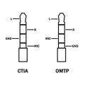 BOYA BY-CIP2 3.5mm TRS Female to TRRS Male Microphone Adapter Cable for Smartphones (2.4"). 