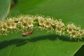 Kath Badam Seeds (Almond Seeds) 10pcs. 