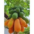 পেপে (Papaya seeds) বারমাসি হাইব্রিড জাতের ২৫+ বিজ. 