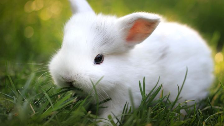 Rabbit%20Grass%20Seed%20-%2010/20/50%20Gram%20Seed%20For%20Rabbit%20Cat%20and%20Other%20Animal%20Eating%20Grass%20-%20Image%204