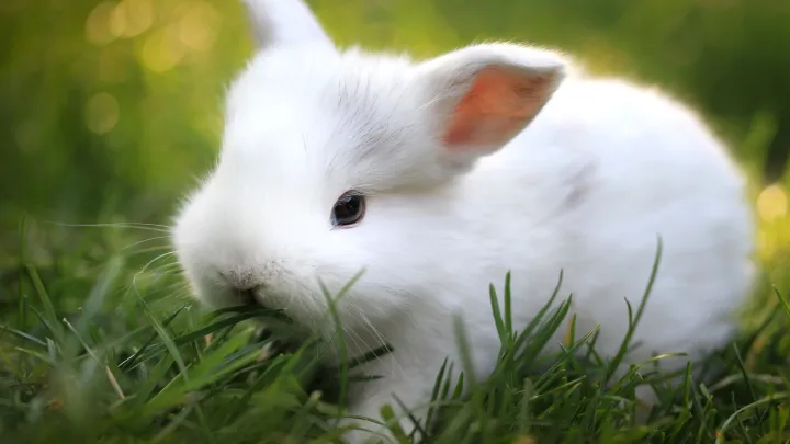 Rabbit%20Grass%20Seed%20-%2010/20/50%20Gram%20Seed%20For%20Rabbit%20Cat%20and%20Other%20Animal%20Eating%20Grass%20-%20Image%204