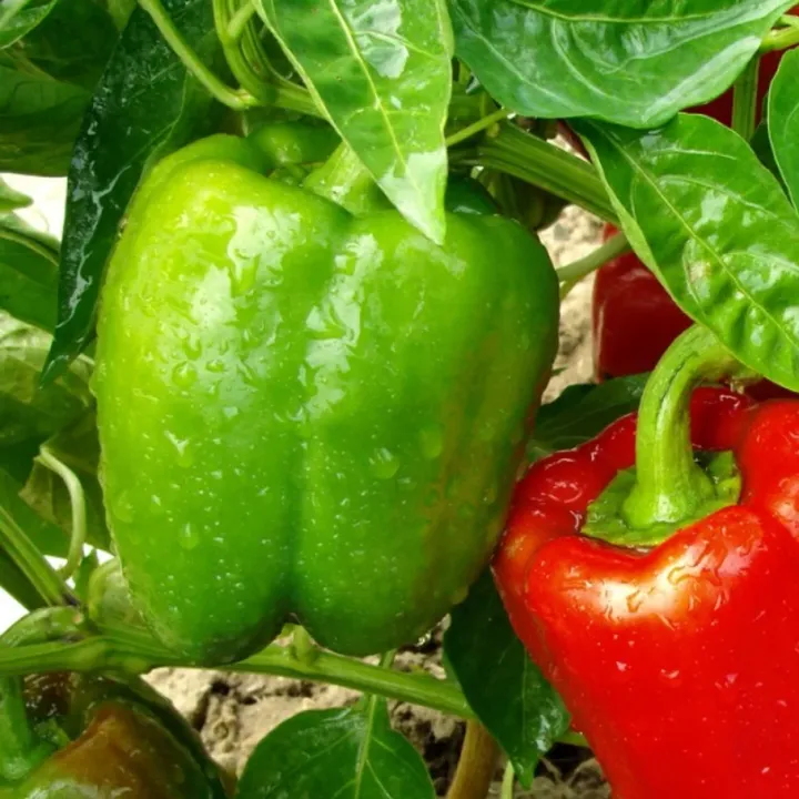 Premium%20Quality%20All%20Season%20Green%20Color%20Capsicum%20Seeds%2022pics%20+%20Gift%20-%20Image%202