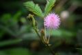 All Season Sensitive plant (Lojjaboti) Tree seeds 5 piece. + gift. 