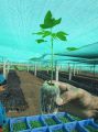 Nutrient Coco Tab for Seedling And Germination -Imported. 