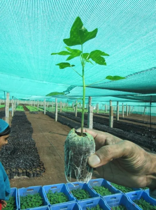Nutrient%20Coco%20Tab%20for%20Seedling%20And%20Germination%20-Imported%20-%20Image%206
