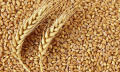 Wheat - গম -1Kg. 