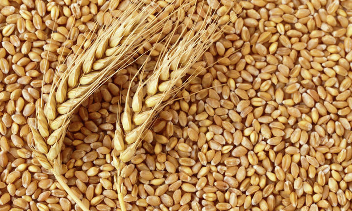Wheat%20-%20%E0%A6%97%E0%A6%AE%20-1Kg%20-%20Image%203