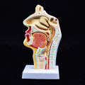 Human Anatomical Nasal Cavity Throat Anatomy Model For Study. 