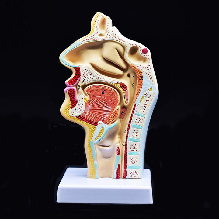 Human%20Anatomical%20Nasal%20Cavity%20Throat%20Anatomy%20Model%20For%20Study%20-%20Image%203
