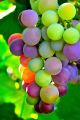 Rare Mix Multi Colour Grape Seeds -20 Pcs Seeds.
