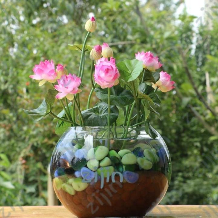 bonsai glücksbaum Bonsai mit konserviertem Moos - Glücksbaum Tischdekoration für Zuhause main image 1