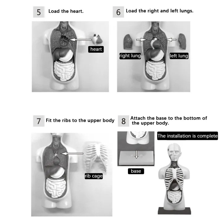 3D%20Removable%20Anatomical%20Human%20Torso%20Model%20for%20Education%20Human%20Structure%20Teaching%20for%20Child%20Kid%20Student%20-%20Image%205