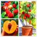 Global Sweet Peach Fruit Tree Seeds - 3 Seeds. 