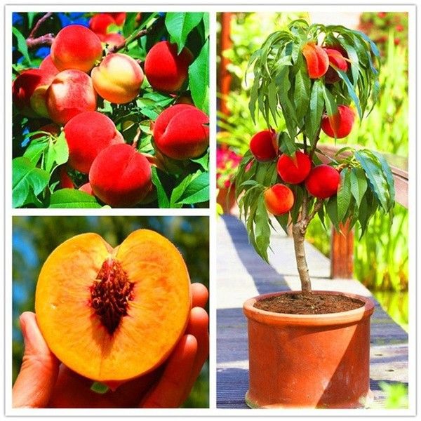 Global%20Sweet%20Peach%20Fruit%20Tree%20Seeds%20-%203%20Seeds%20-%20Image%202