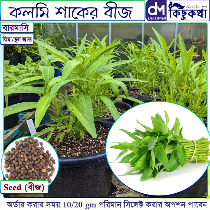 কলমি শাকের বিজ - ১০/২০ গ্রাম বীজ - স্থল বা মাটিতে বা টবে চাষ করার জন্য ...