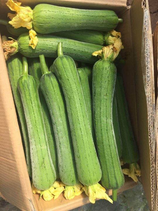 100%25%20Original%20Luffa%20Seed%20Loofah%20Seeds%20Organic%20Vegetable%20Seeds%20for%20Planting%20(30%20Seeds%20Per%20Pack)%20High%20Yield%20Vegetables%20Seeds%20for%20Gardening%20Bonsai%20Seeds%20Potted%20Live%20Plants%20for%20Sale%20Real%20Plants%20Microgreens%20Seeds%20Easy%20To%20Grow%20High%20Germination%20Rate%20-%20Image%208