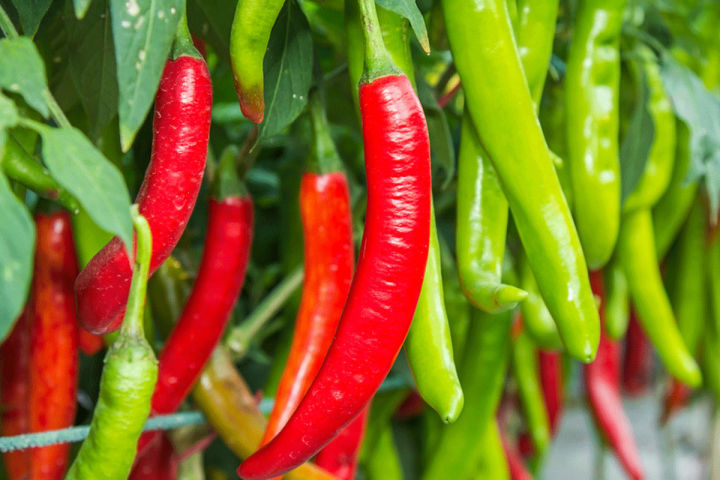 All Season Chili Seeds (20 seeds)মরিচের বীজ