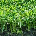 Jambu Plus Hybrid Grass Seeds 100 Pcs seeds. 