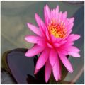 Bonsai Flower Lotus Flower for Lotus Pots Bonsai Garden Plants 5 Pcs Seeds. 