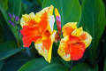 Lavish indulgent - Canna Lily (kolaboti) flower seeds - 10 Pieces: Nice beautiful plant for outdoor and indoor plant. - Sensible - Must Have.