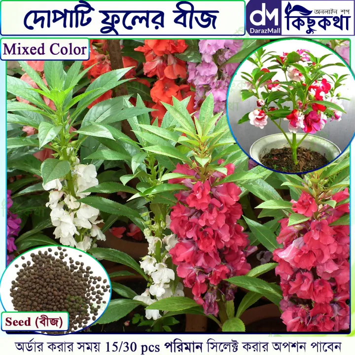 %E0%A6%A6%E0%A7%8B%E0%A6%AA%E0%A6%BE%E0%A6%9F%E0%A6%BF%20/%20Balsam%20Flower%20Seed%20-%2020/40%20pcs%20Mixed%20Colo%20For%20All%20Season%20Imported%20Hybrid%20Seed%20-%20%E0%A6%A6%E0%A7%8B%E0%A6%AA%E0%A6%BE%E0%A6%9F%E0%A6%BF%20%E0%A6%AB%E0%A7%81%E0%A6%B2%E0%A7%87%E0%A6%B0%20%E0%A6%AC%E0%A7%80%E0%A6%9C%20%E0%A6%AE%E0%A6%BF%E0%A6%95%E0%A7%8D%E0%A6%B8%E0%A6%A1%20%E0%A6%95%E0%A6%BE%E0%A6%B2%E0%A6%BE%E0%A6%B0%20-%20Image%208