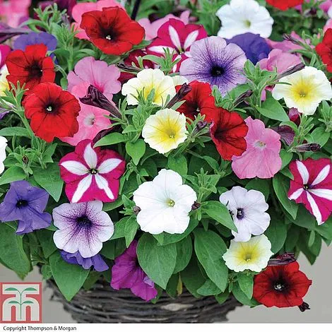 All%20Season%20Global%20Mix%20Petunia%20-%2035+%20Seeds%20-%20Image%205