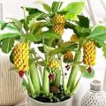 Dwarf Banana Seeds Bonsai Tree Tropical Fruit Seeds Balcony Flower for Home Plants-30pcs Seeds.