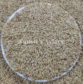 Fresh Canary seeds for birds -500 g. 