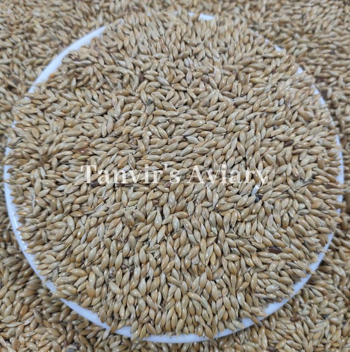 Fresh%20Canary%20seeds%20for%20birds%20-500%20g%20-%20Image%203