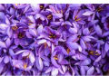 organic  saffron   from kasmir and iran. 