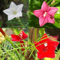 Kunjo Flower Seed (কুঞ্জফুল বিজ ) - 10 pcs Seed - 3 Color Mix.