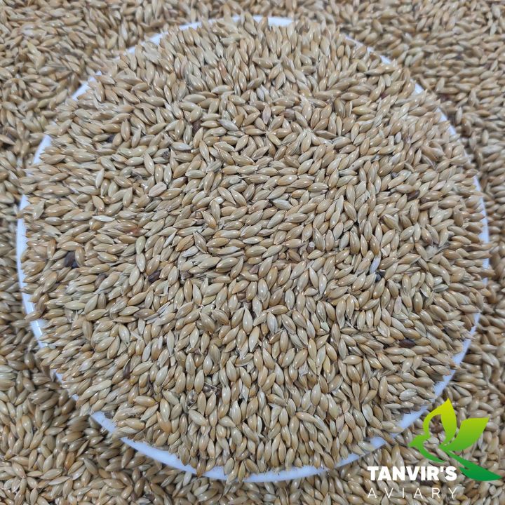 Fresh%20Canary%20seeds%20for%20birds%20-500%20g%20-%20Image%202