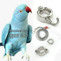 Indian Ringneck Parrot China Ring & Harness.