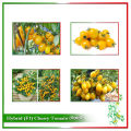 Hybrid (F1) Yellow Cherry Tomato Seed - 20 Seeds.