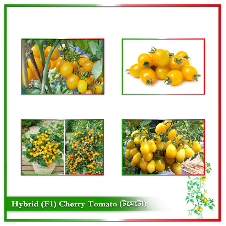 Hybrid%20(F1)%20Yellow%20Cherry%20Tomato%20Seed%20-%2020%20Seeds%20-%20Image%202