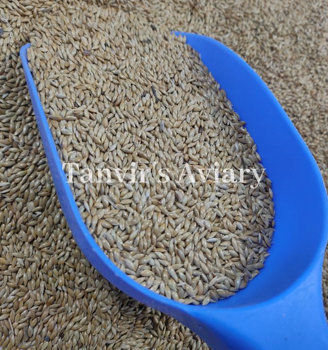 Fresh%20Canary%20seeds%20for%20birds%20-500%20g%20-%20Image%205