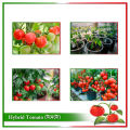 Hybrid (F1) Tomato Seed - 30 Seeds.