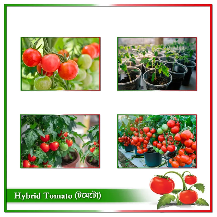 Hybrid%20(F1)%20Tomato%20Seed%20-%2030%20Seeds%20-%20Image%202