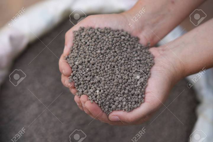 DAP%20fertilizer%20(%E0%A6%A1%E0%A6%BF%20%E0%A6%8F%20%E0%A6%AA%E0%A6%BF%20%E0%A6%B8%E0%A6%BE%E0%A6%B0)-%202%E0%A6%95%E0%A7%87%E0%A6%9C%E0%A6%BF%20-%20Image%204