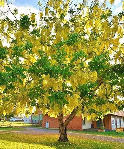 Ehela%20Plant%20(%20golden%20Shower%20plant)%20-%20Image%203
