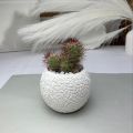 Concrete Pot Cactus & Succulent Cement Planter Unique Square and Round Design Garden Home Decor Gift Pot Indoor Plant Pot Flower Vase Cement Pots Planter for Indoor and Outdoor. 