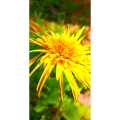 බාබන්ඩේසිය පැල,  Barbondasia plant Home garden mix flowers and mix color leaf twigs Home  plant. 