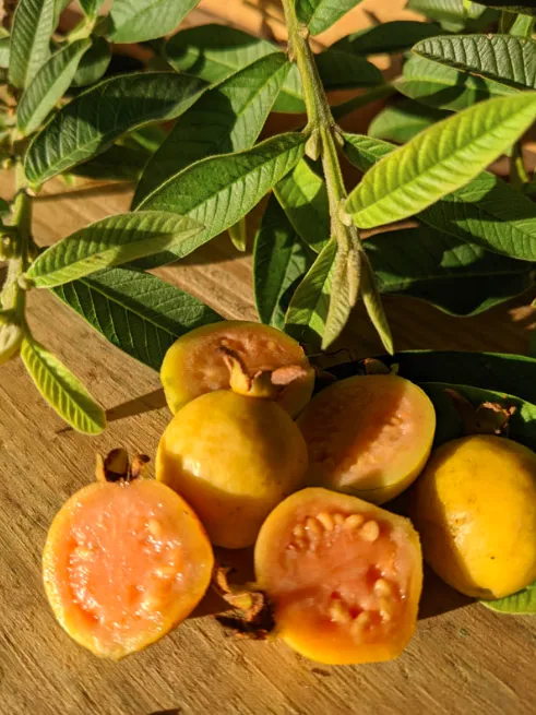 Chinese%20Guava%20Plant/%20Dwarf%20Guava%20Plant%20-%20Image%202