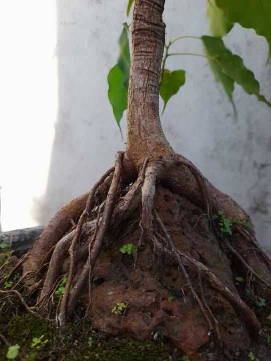 Bonsai%20Bo%20Tree%20(Bodhi%20Tree)%20-%20Image%203