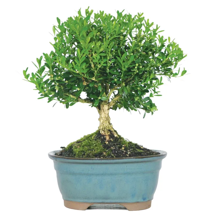Boxwood%20Plant%20(%20Plant%20for%20Bonsai%20)%20-%20Image%203